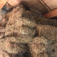 Balle di fieno piccole 2025