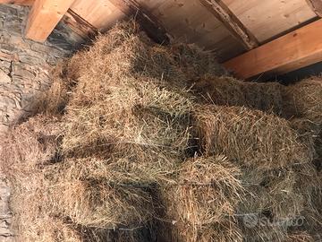 Balle di fieno piccole 2025