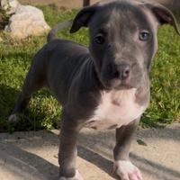 Cuccioli pitbull