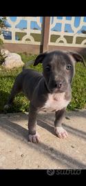 Cuccioli pitbull