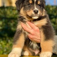 Cucciolo Pastore Australiano