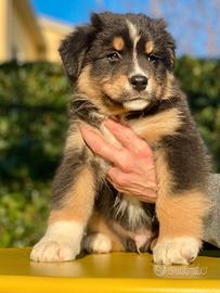 Cucciolo Pastore Australiano