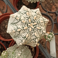 Astrophytum asterias super kabuto