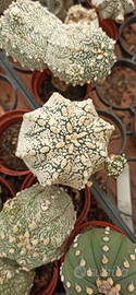 Astrophytum asterias super kabuto