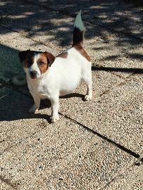 Jack Russell terrier pelo corto