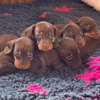 Bassotti tedeschi pelo corto kaninchen-nano