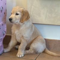 Cuccioli Golden Retriever