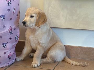 Cuccioli Golden Retriever