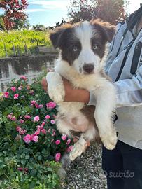 Border collie