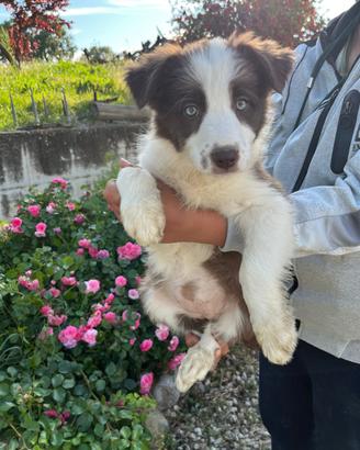 Border collie
