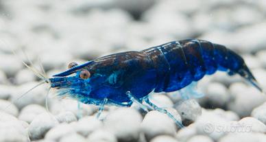 caridine neocaridine ed altro per acquario