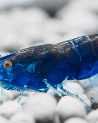 caridine neocaridine ed altro per acquario
