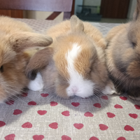 Disponibili cuccioli di Miniloop