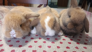 Disponibili cuccioli di Miniloop