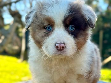 Cucciolo pastore australiano con pedigree