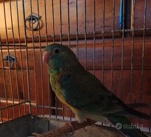 Parrocchetto dal groppone rosso