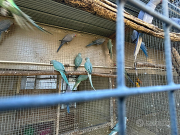 Parrocchetti dal collare