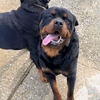 Maschio di 26 mesi pronto per accoppiamento