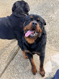 Maschio di 26 mesi pronto per accoppiamento