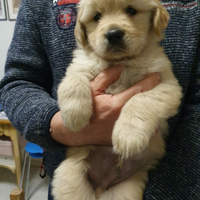 Cuccioli Golden Retriever