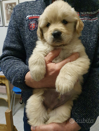 Cuccioli Golden Retriever