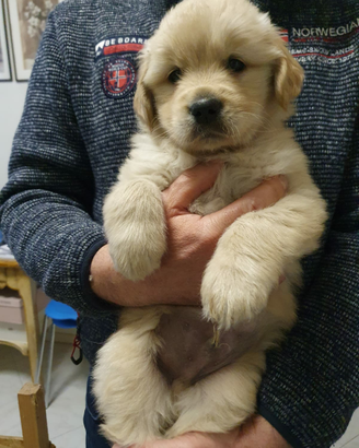Cuccioli Golden Retriever