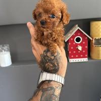 Cucciolo barboncino Minitoy