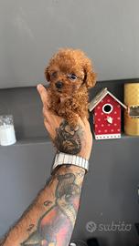 Cucciolo barboncino Minitoy