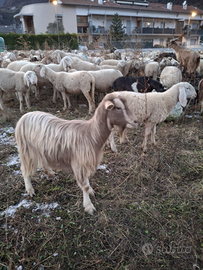 Capre bionde dell'Adamello