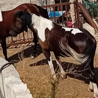 Puledri pezzato, barocco pinto e un pisceron