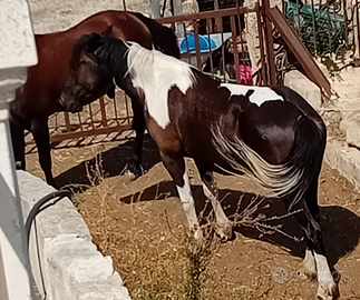 Puledri pezzato, barocco pinto e un pisceron