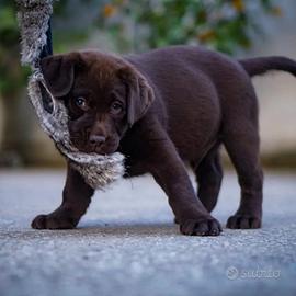 Cucciolo di labrador chocolate GENNAIO 2027