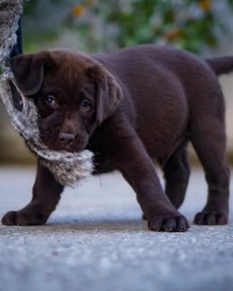 Cucciolo di labrador chocolate GENNAIO 2027