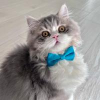 Tommy disponibile per futuro accoppiamento