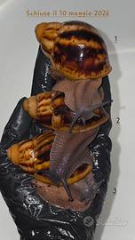 Chiocciole giganti africane