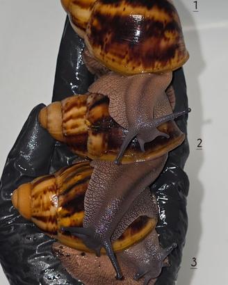 Chiocciole giganti africane