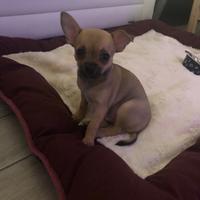 Chihuahua ??