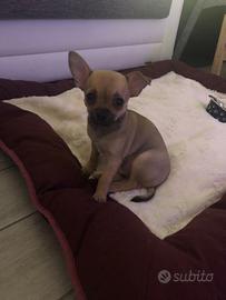 Chihuahua ??