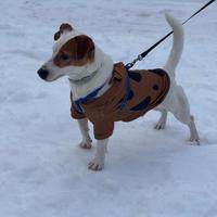 Jack russel accoppiamento maschio di due anni