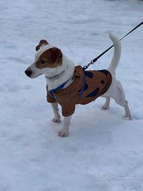 Jack russel accoppiamento maschio di due anni