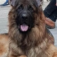 Huran vuole fidanzata per accoppiamento