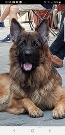 Huran vuole fidanzata per accoppiamento