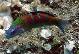 Thalassoma pavo