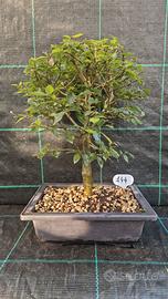 Bonsai di Olmo Campestre (Ulmus minor) 144