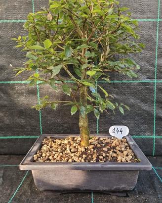 Bonsai di Olmo Campestre (Ulmus minor) 144