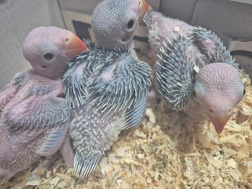 Pulletti di pappagalli