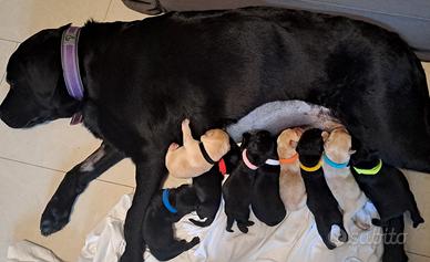 Cuccioli di Labrador Retriever