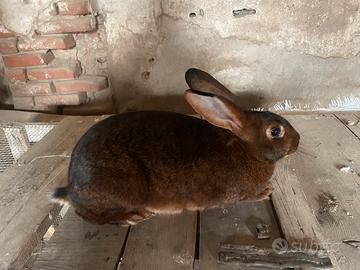 Coniglia lepre belga