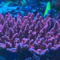 Talee acropora