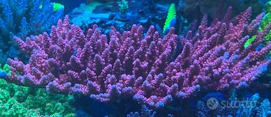 Talee acropora